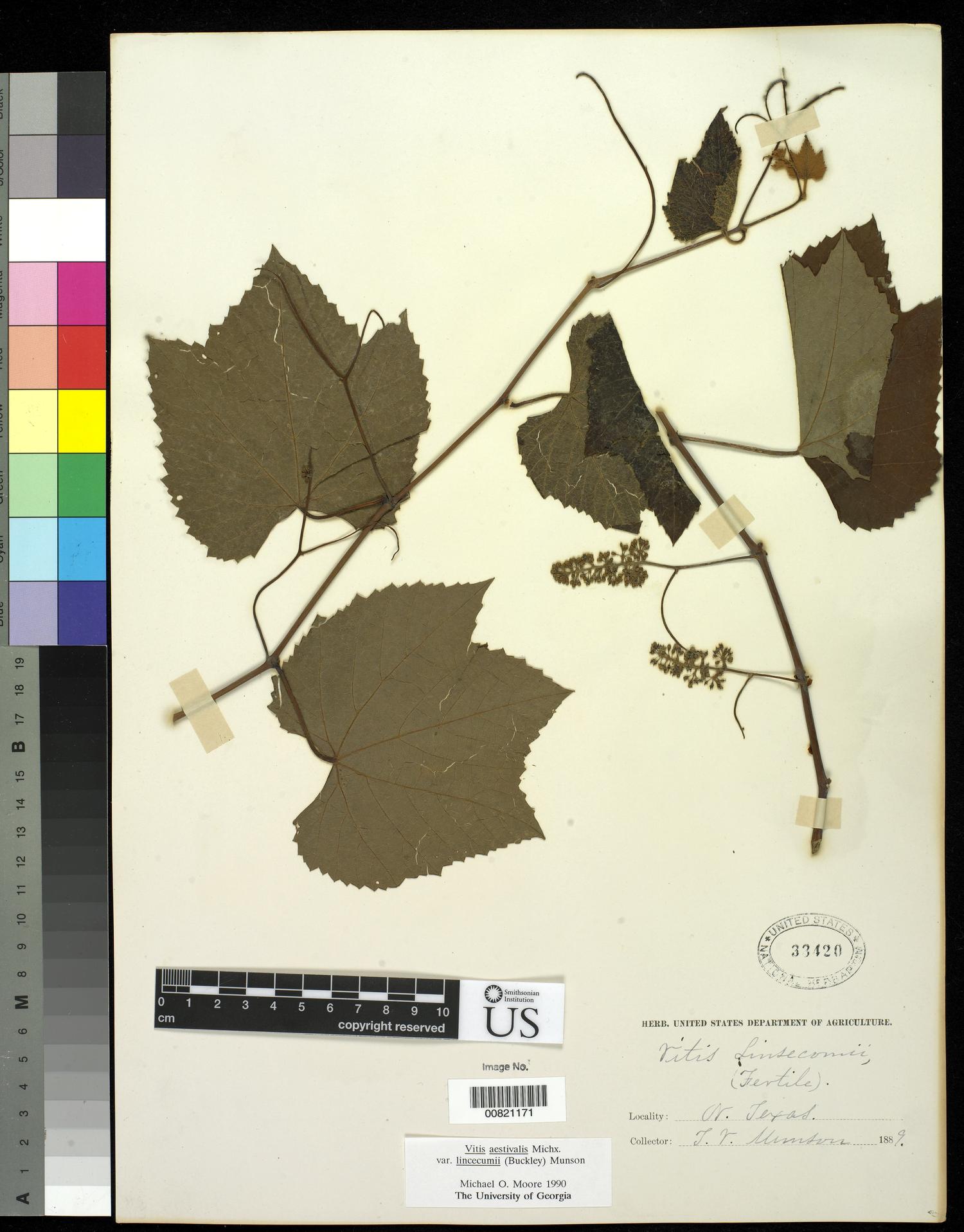 [Herbarium Sheet: Vitis aestivalis Michx. var. lincecumii (Buckley) Munson #171]
                                                
                                                    [Sequence #]: 1 of 1
                                                