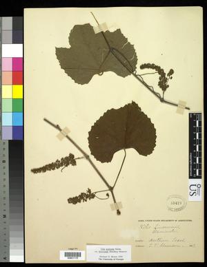 [Herbarium Sheet: Vitis linsecomii, #172]