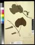 Specimen: [Herbarium Sheet: Vitis linsecomii, #172]