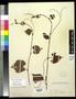 Thumbnail image of item number 1 in: '[Herbarium Sheet: Vitis arizonica Engelm #174]'.