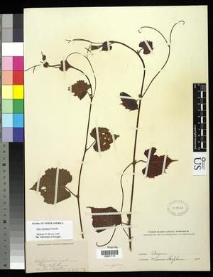 [Herbarium Sheet: Vitis arizonica Engelm #174]