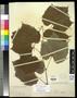 Thumbnail image of item number 1 in: '[Herbarium Sheet: Vitis arizonica Engelm #175]'.