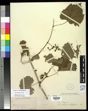 Primary view of object titled '[Herbarium Sheet: Vitis arizonica Engelm #176]'.