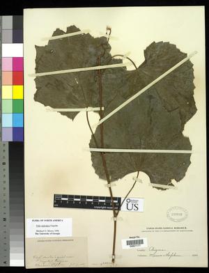[Herbarium Sheet: Vitis arizonica Engelm #177]