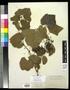 Primary view of [Herbarium Sheet: Vitis arizonica Engelm #178]