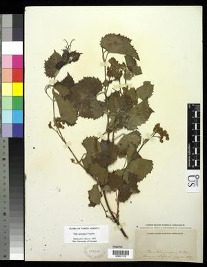 [Herbarium Sheet: Vitis arizonica Engelm #179]