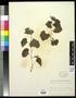 Specimen: [Herbarium Sheet: Vitis arizonica Engelm #180]
