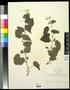 Thumbnail image of item number 1 in: '[Herbarium Sheet: Vitis arizonica Engelm #182]'.