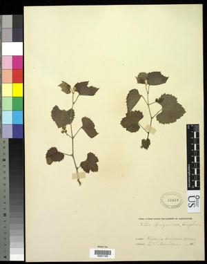 Primary view of object titled '[Herbarium Sheet: Vitis arizonica Engelm #183]'.