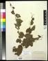 Primary view of [Herbarium Sheet: Vitis arizonica Engelm #186]