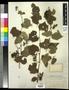 Thumbnail image of item number 1 in: '[Herbarium Sheet: Grape Vines #194]'.