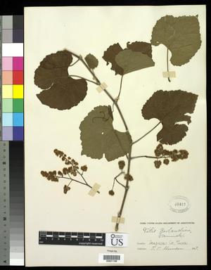 Primary view of object titled '[Herbarium Sheet: Vitis berlandieri #198]'.