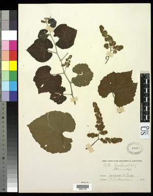 Primary view of object titled '[Herbarium Sheet: Vitis berlandieri #199]'.