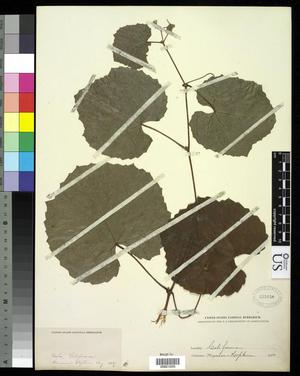 Primary view of object titled '[Herbarium Sheet: Five Leaves on Stem]'.