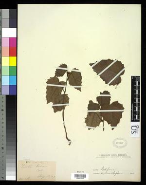[Herbarium Sheet: Cissus antarctica #208]