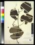 Thumbnail image of item number 1 in: '[Herbarium Sheet: Leaves on Stem #209]'.