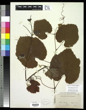 [Herbarium Sheet: Vitis californica Bentham #210]