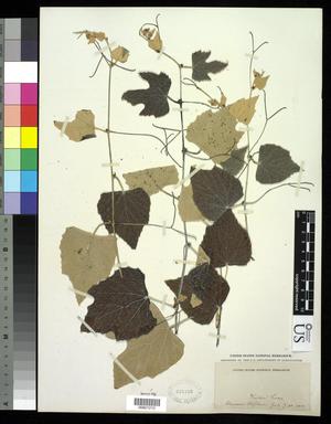 Primary view of object titled '[Herbarium Sheet: Three Plant Stems with Leaves Attached]'.