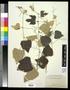 Primary view of [Herbarium Sheet: Three Plant Stems with Leaves Attached]