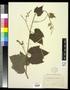 Thumbnail image of item number 1 in: '[Herbarium Sheet: Vitis #218]'.