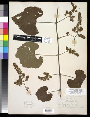 Primary view of object titled '[Herbarium Sheet: Vitis Berlandieri #223]'.