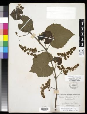 [Herbarium Sheet: Vitis Berlandieri #224]