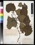 Primary view of [Herbarium Sheet: Grape Vine #225]