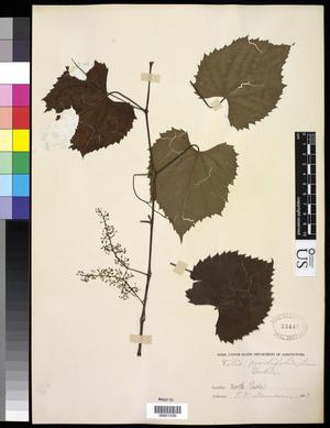 Primary view of object titled '[Herbarium Sheet: Vitis cordifolia Lam. #230]'.