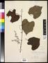 Thumbnail image of item number 1 in: '[Herbarium Sheet: Vitis cordifolia Lam. #230]'.