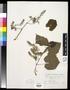 Thumbnail image of item number 1 in: '[Herbarium Sheet: Vitis cordifolia Lam. #232]'.