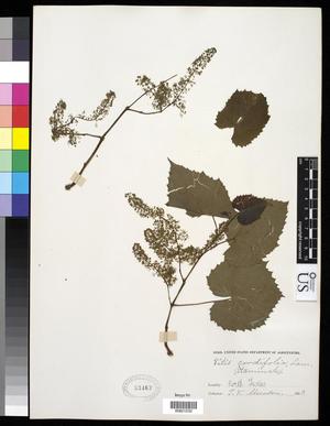 [Herbarium Sheet: Vitis cordifolia Lam. #232]