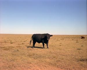 Primary view of object titled '[Cattle in Deaf Smith County]'.