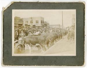 [Steers on Courthouse Square]