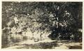 Photograph: [Two men in a tree and one diving into water]