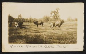 [Ranch Kings at Booth, Texas]