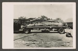 [Postcard of a Giant Leon River Catfish]