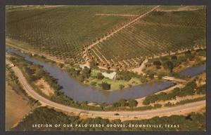 [Postcard of Palo Verde Groves]