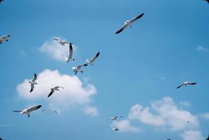 [Photograph of a Flock of Birds, #1]