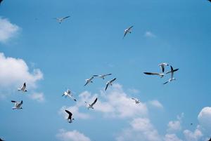 [Photograph of a Flock of Birds, #2]