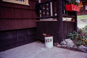 Primary view of object titled '[Chipmunk in the Trash]'.