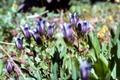 Photograph: [Blue Gentian Flowers]