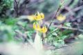 Photograph: [Yellow Avalanche-Lily]