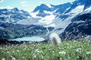 [White Wildflowers Near Lyman Lake and Glacier]