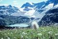 Photograph: [White Wildflowers Near Lyman Lake and Glacier]