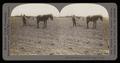 Thumbnail image of item number 1 in: 'Cultivating Cotton, Dallas, Texas'.