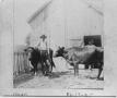 Photograph: Two Men with Cows