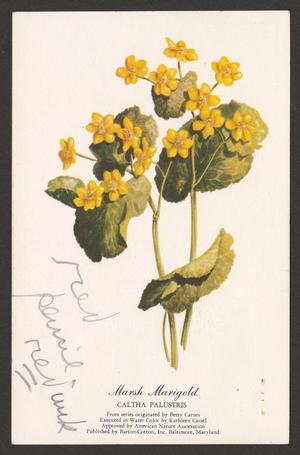 [Postcard of a Marsh Marigold, 1962]