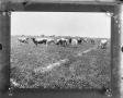 Photograph: [Cattle in field]