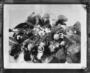 Primary view of object titled '[Strawberries]'.