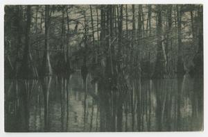 Primary view of object titled '[Postcard of Cypress Trees in the Water, Caddo Lake State Park, Karnack, Texas]'.